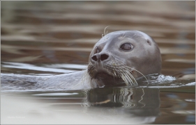 <p>TULEŇ OBECNÝ (Phoca vitulina)</p>
